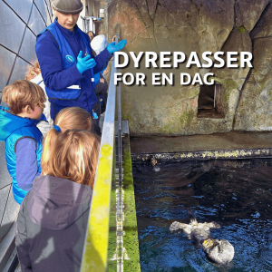 Dyrepasser for en dag