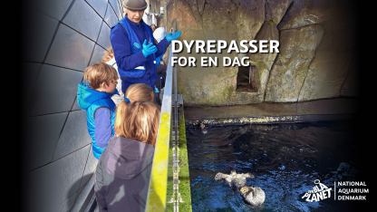 Dyrepasser for en dag