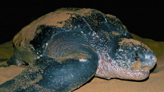 Læderskildpaddes mave var fuld af plastik