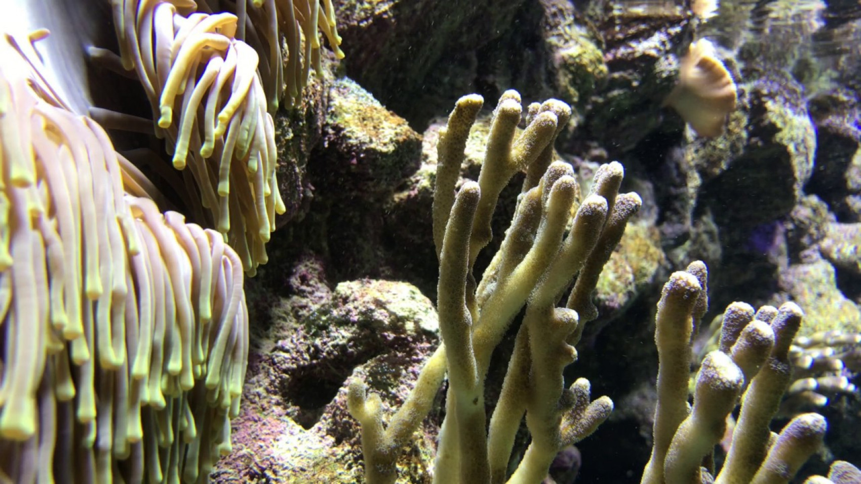 Koralrevet vokser