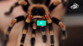 Dyrepasser VAR bange for edderkopper