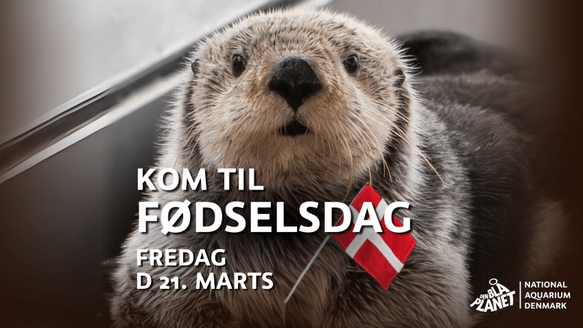 Fødselsdag