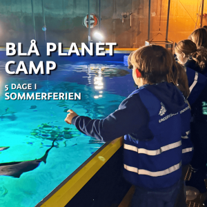 Blå Planet Camp
