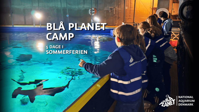 Blå Planet Camp