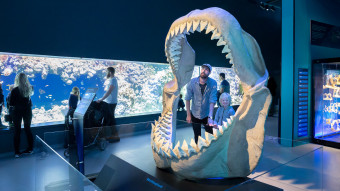 Megalodonhajen - nogle kalder den Shark-zilla