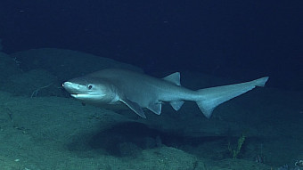 Sensation! Stor haj fanget for første gang i Danmark