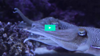 Havets superhelt: Sepiablæksprutten