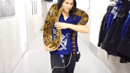 Hvad gør man, når en stor slange bliver forkølet?
