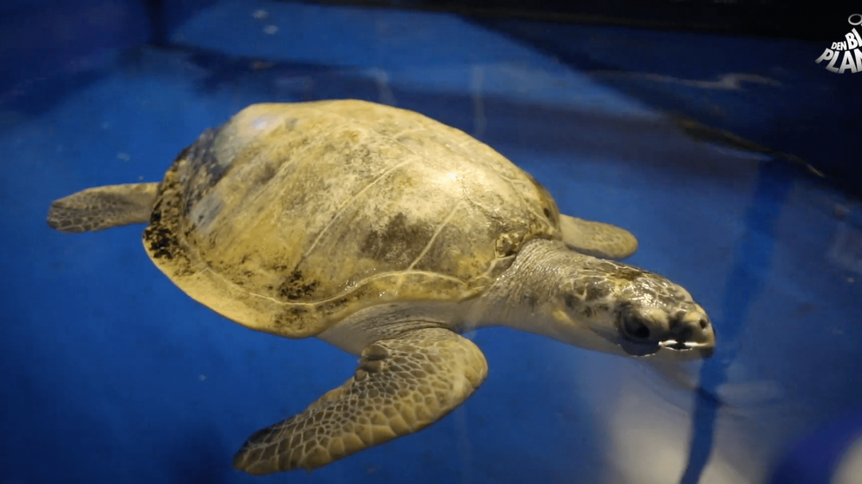 Den Blå Planet har modtaget to meget syge havskildpadder