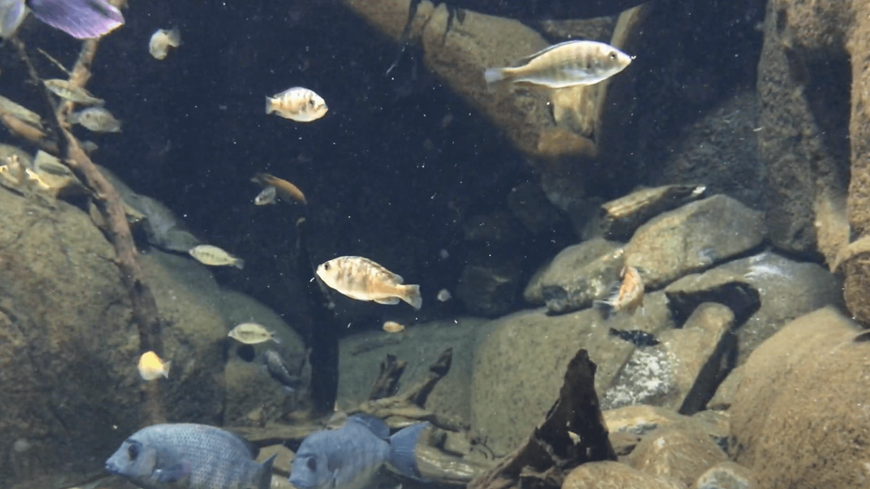 Fisk i fangelejr redder arten