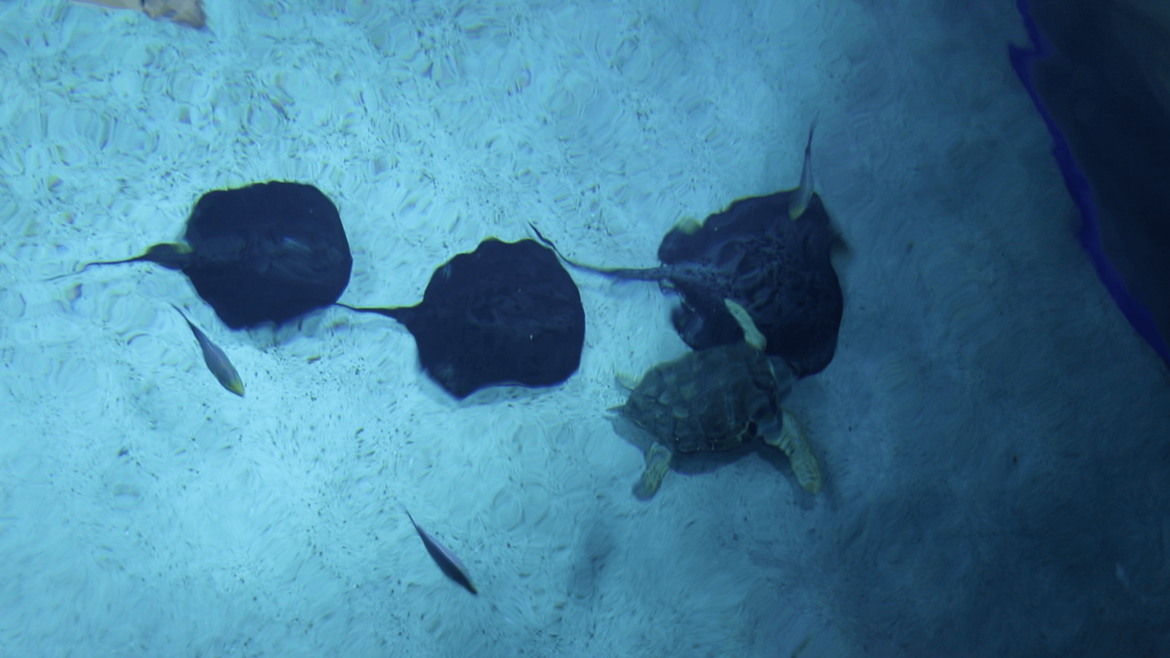 Havskildpadde satte en stopper for rokkeromantik
