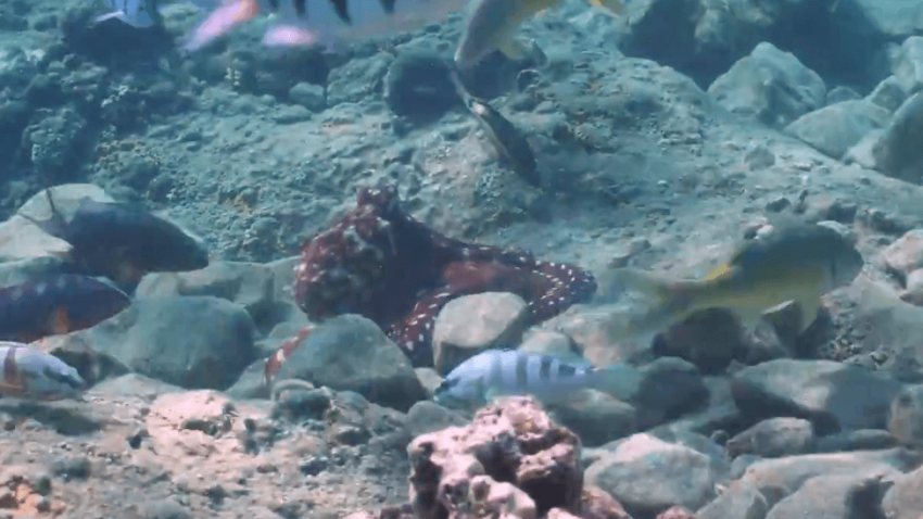 Blæksprutter er set slå fisk - måske for at sætte dem på plads