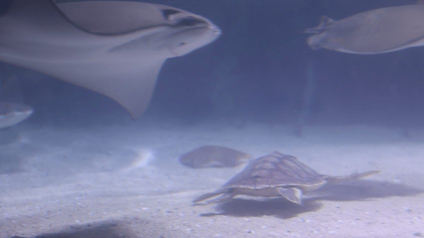 Den lille havskildpadde er på ferie i det tropiske rørebassin