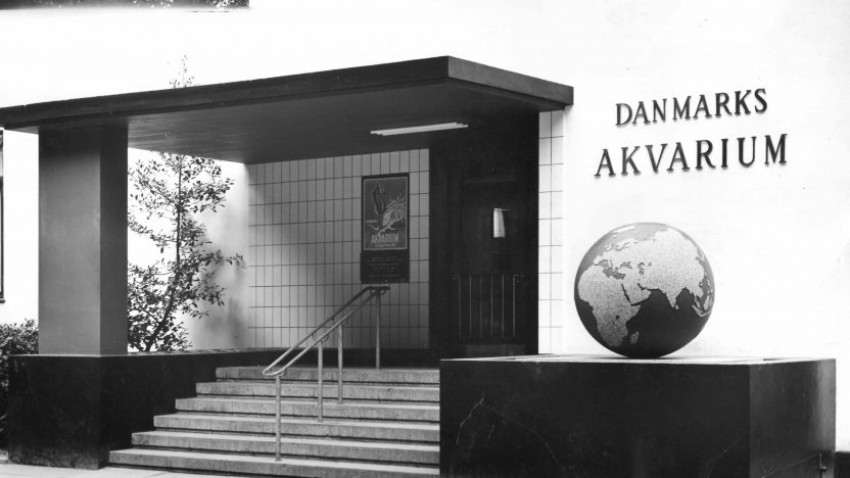 Danmarks Akvarium: En drøm der gik i opfyldelse
