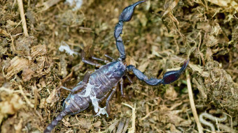 Nye skorpionunger på Den Blå Planet