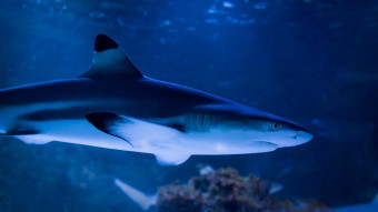 Oceanet på Den Blå Planet er blevet to hajer rigere