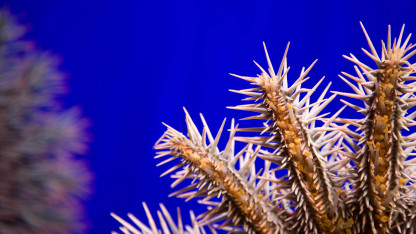 Törnekronor– korallrevens taggiga fiende