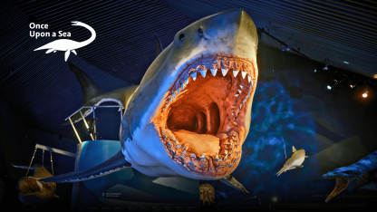 Megalodon Week