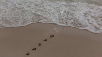 Fantastisk! Studie viser fremgang for havskildpadder
