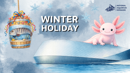 Winter Holiday Beneath the Surface