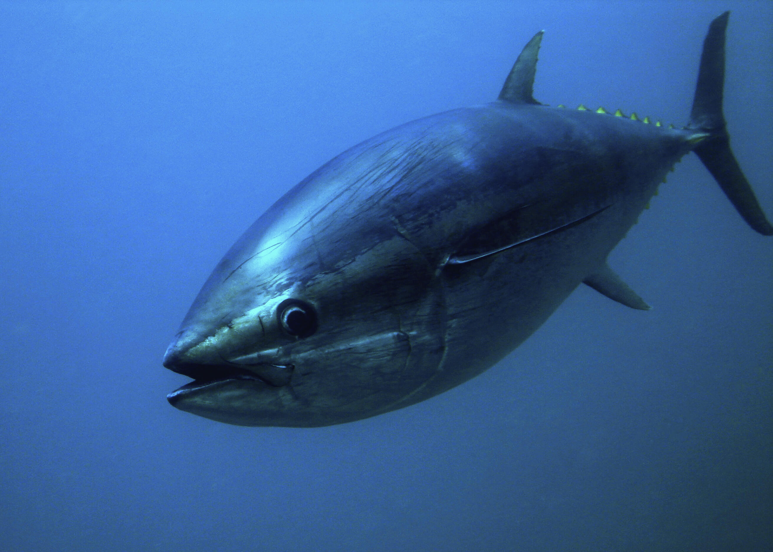 Включи тунц ту тунц. Тунец Bluefin. Тихоокеанский голубой тунец. Синепёрый тунец. Atlantic Bluefin Tuna.