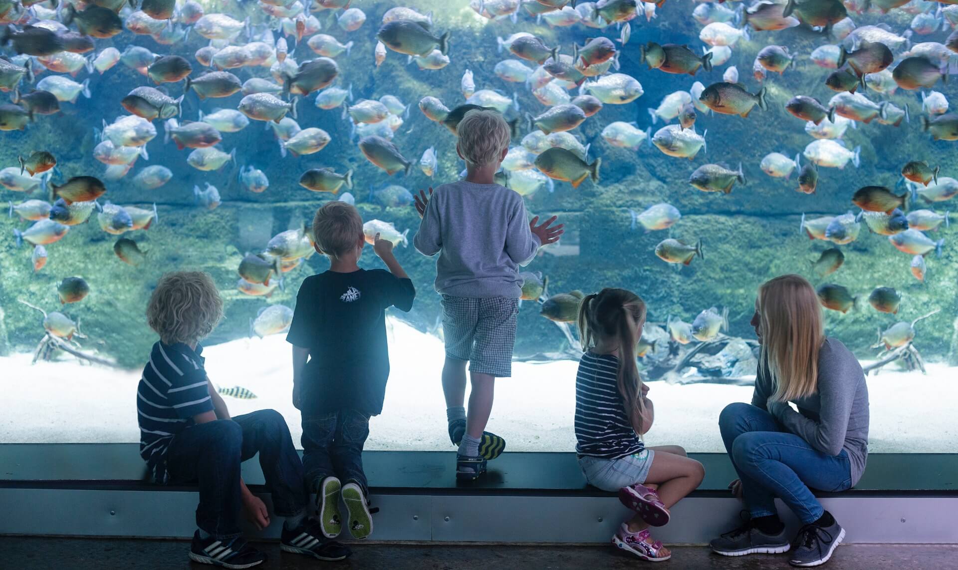Gläd till att besöka Nordeuropas största akvarium Den Blå Planet
