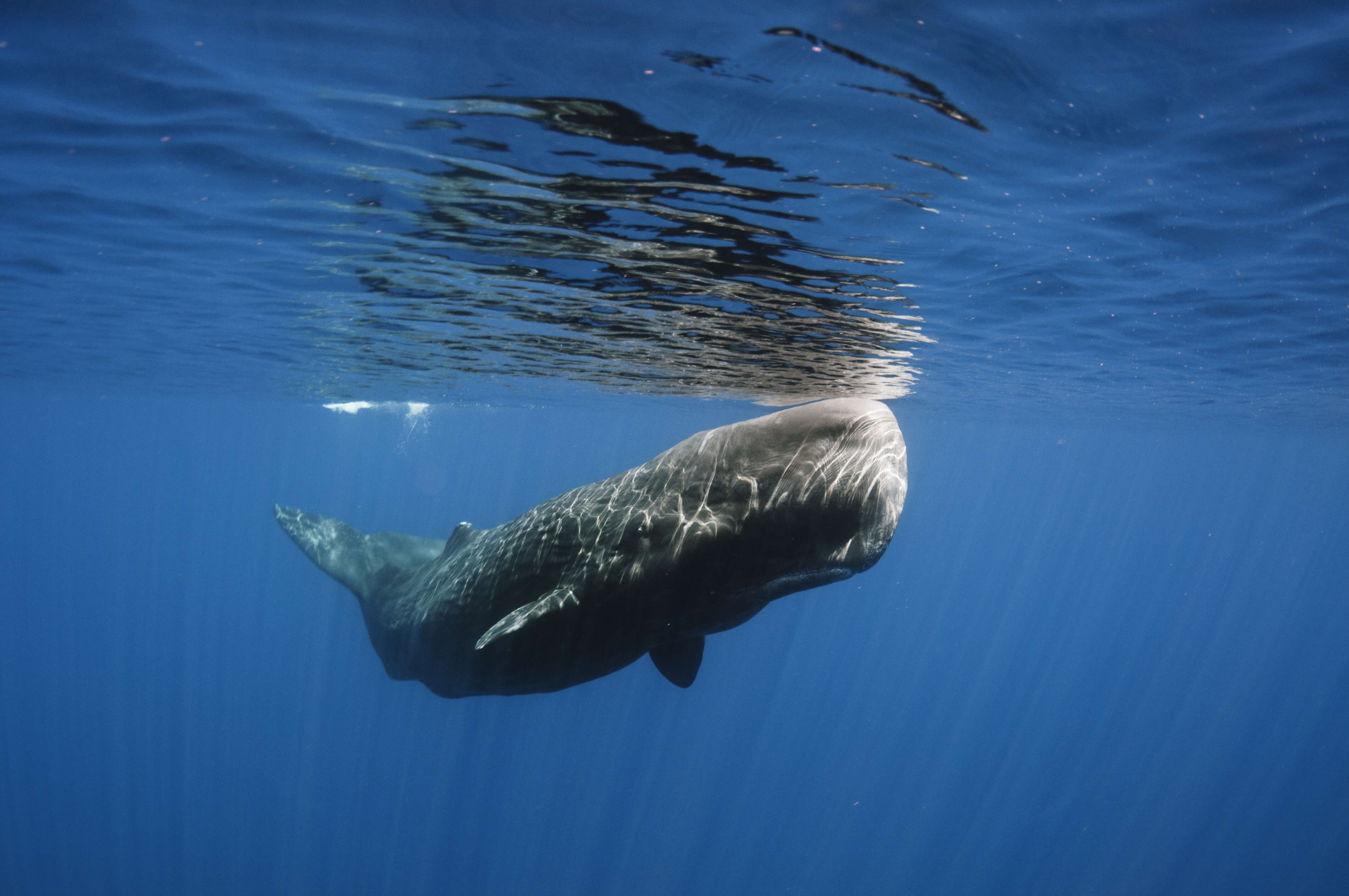 Sperm whale off Sri Lanka