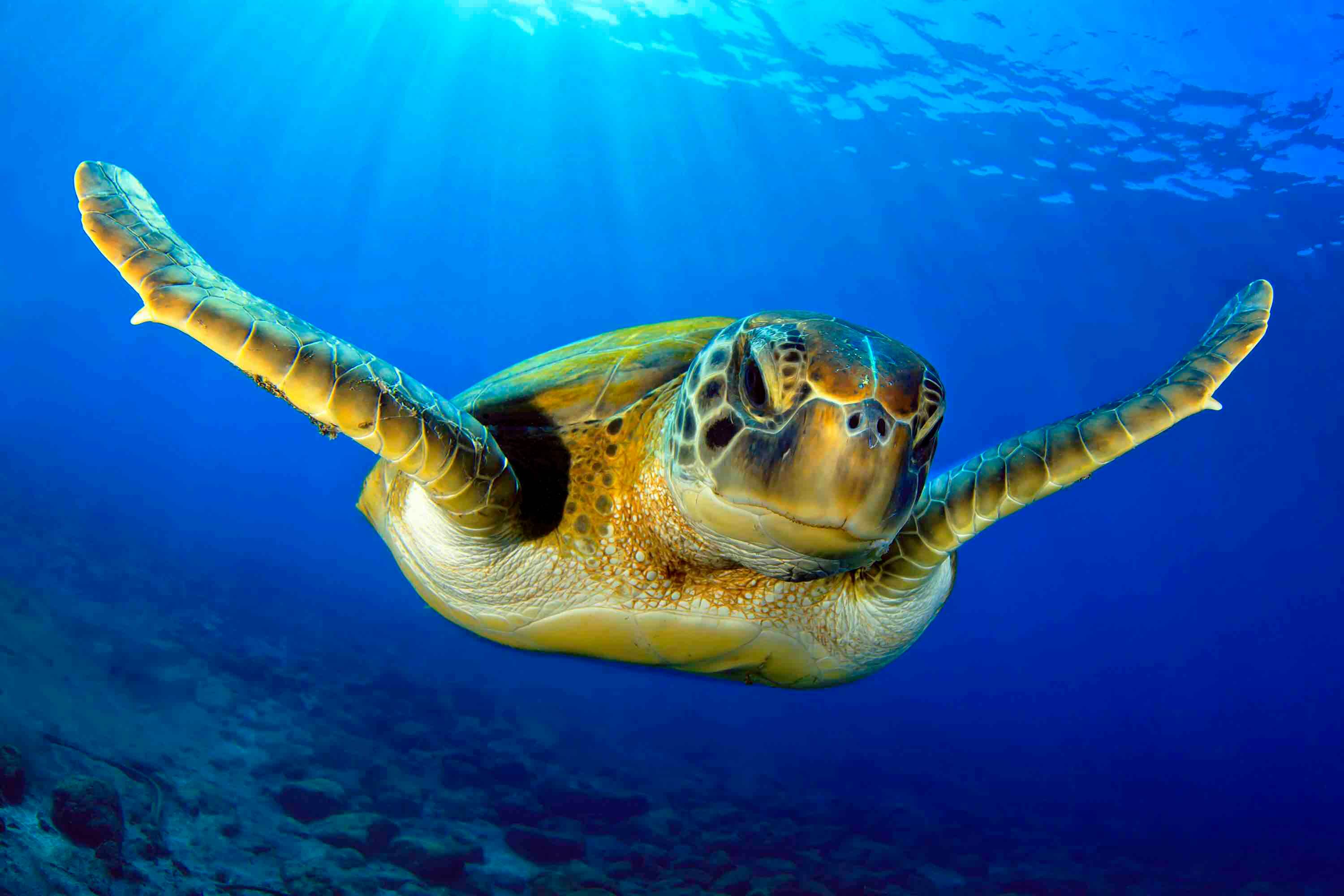 Havskildpadder og den indbyggede | Blå Planet