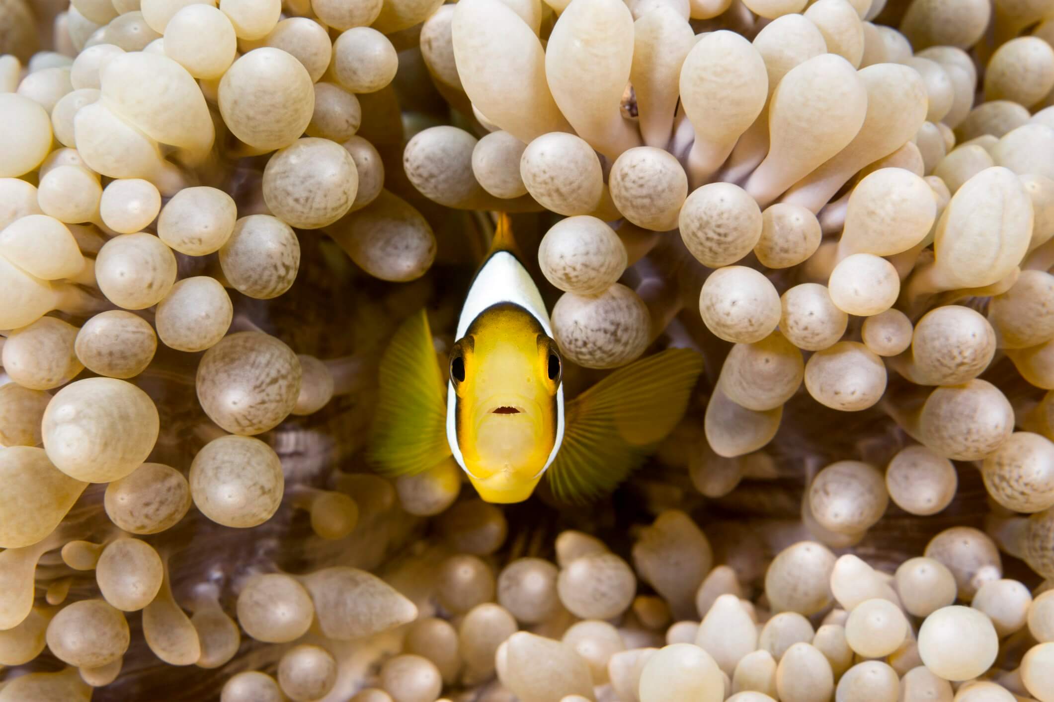 A small, yellow tropical clownsifh swims within the protective tentacles of a host anemone
