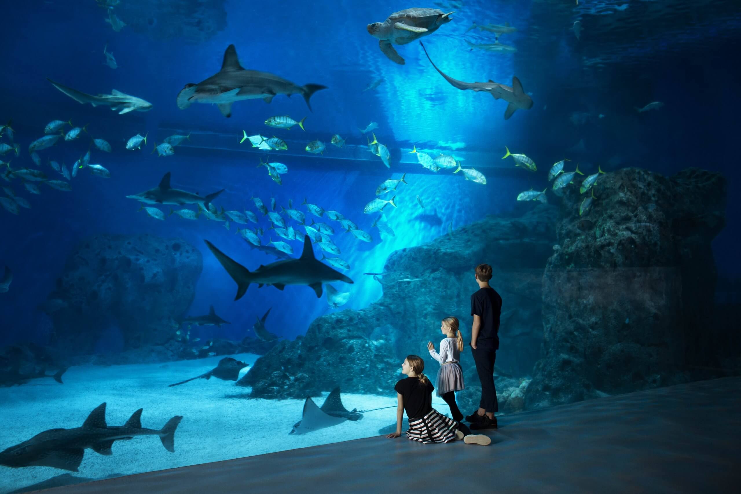 Glæd dig at besøge Nordeuropas største akvarium | Den Blå Planet