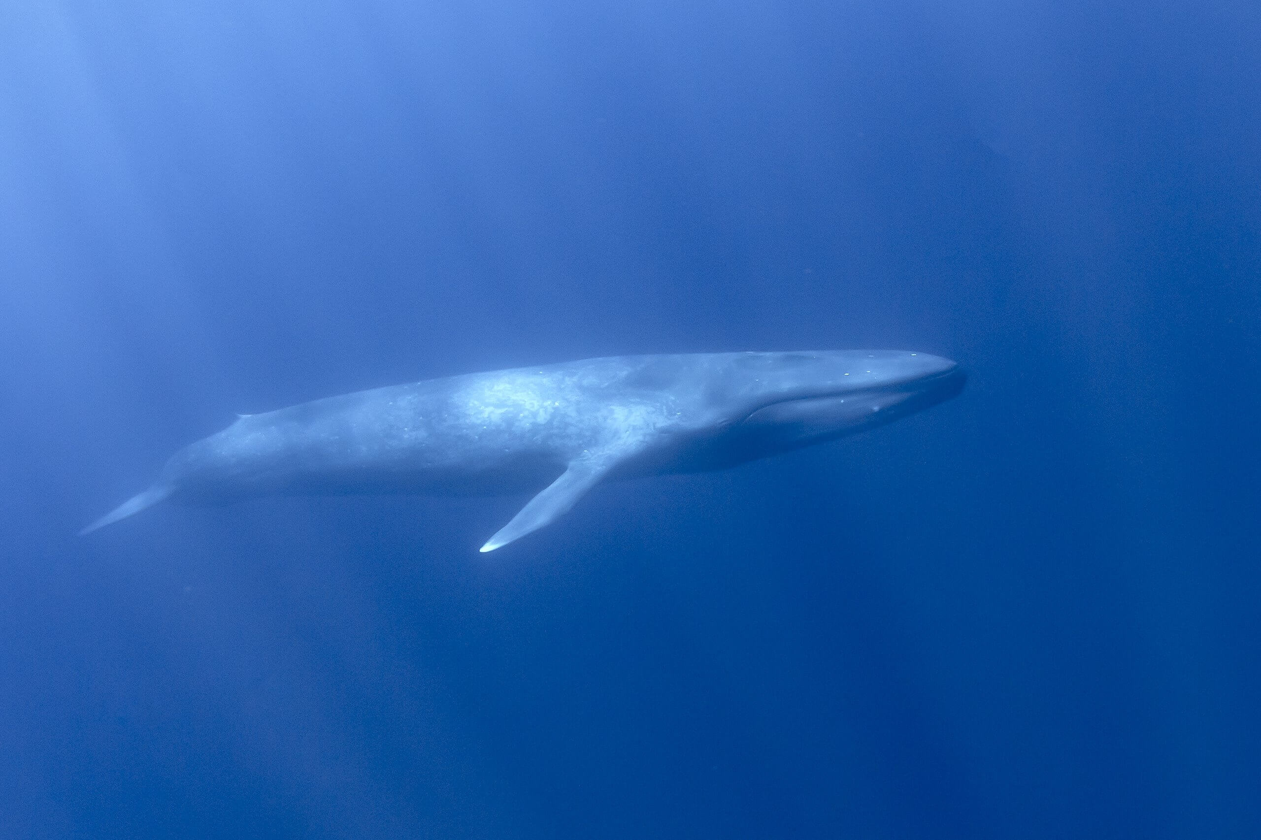 blåhvalen verdens største dyr? | Den Blå Planet