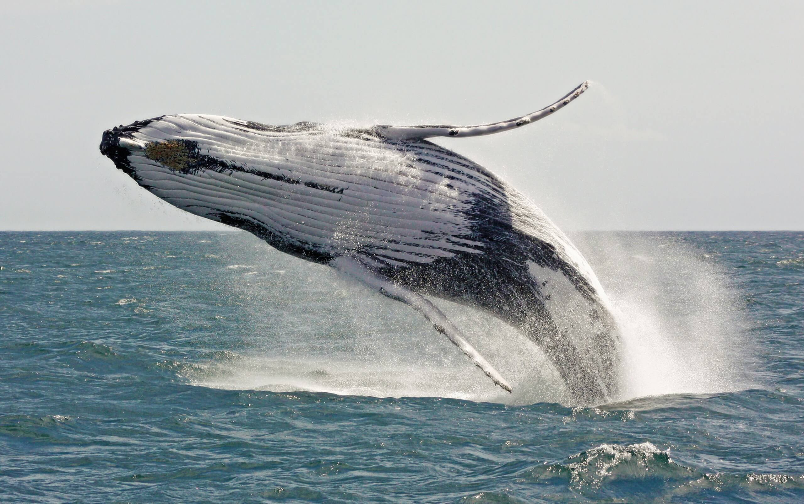 blåhvalen verdens største dyr? | Den Blå Planet