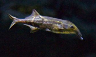 elefantfisk